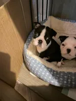 N/a, a male Boston Terrier for sale in Madison Heights, VA – Photo 3 of 3