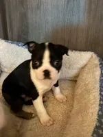 N/a, a male Boston Terrier for sale in Madison Heights, VA – Photo 2 of 3