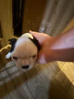 N/a, a male Boston Terrier for sale in Madison Heights, VA – Photo 1 of 3