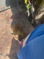 Mochi, a female French Bulldog and Boxer for sale in Miami, FL – 6 of 6