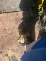 Mochi, a female French Bulldog and Boxer for sale in Miami, FL – 2 of 6