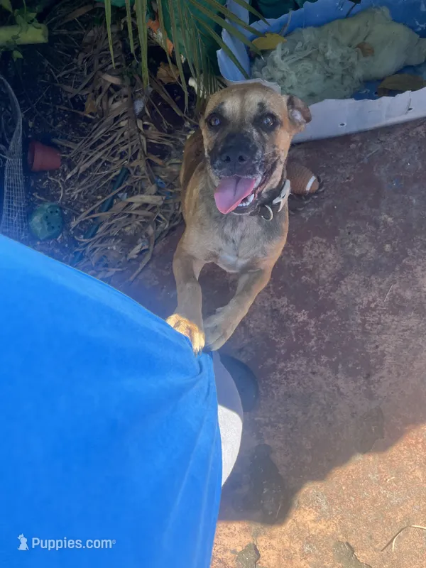 Mochi – French Bulldog, Boxer puppy for sale in Miami, FL
