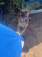 Mochi, a female French Bulldog and Boxer for sale in Miami, FL – 1 of 6