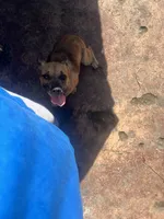 Mochi, a female French Bulldog and Boxer for sale in Miami, FL – 3 of 6