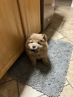 Chocolatelocka , a female Chow Chow for sale in Lakeland Highlands, FL – Photo 6 of 7