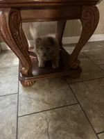 Chocolatelocka , a female Chow Chow for sale in Lakeland Highlands, FL – Photo 5 of 7