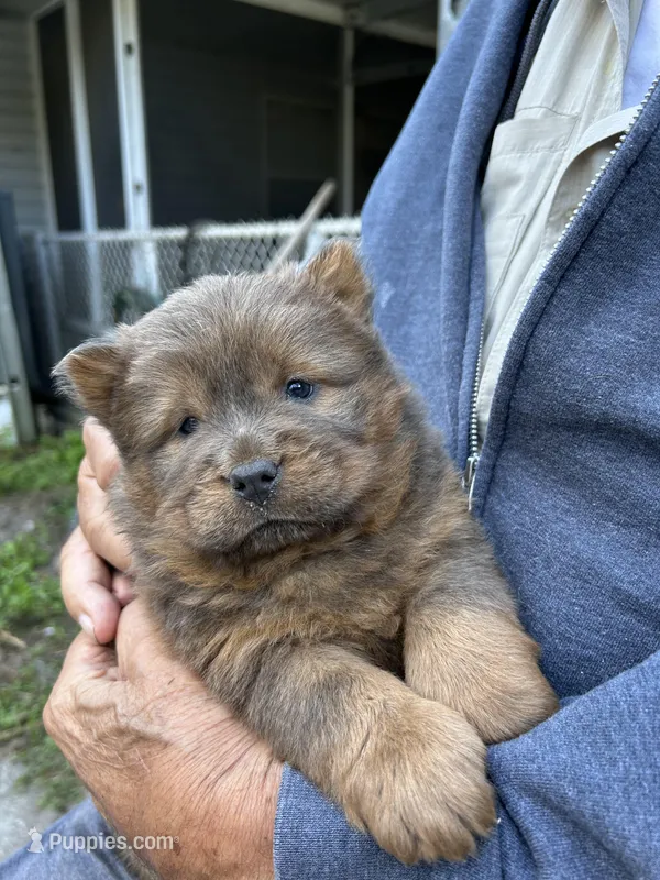 Chocolatelocka  – Chow Chow puppy for sale in Lakeland Highlands, FL