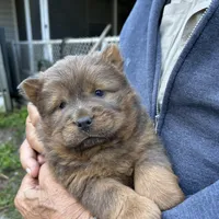 Chocolatelocka , a female Chow Chow for sale in Lakeland Highlands, FL – Photo 2 of 7