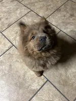 Chocolatelocka , a female Chow Chow for sale in Lakeland Highlands, FL – Photo 3 of 7