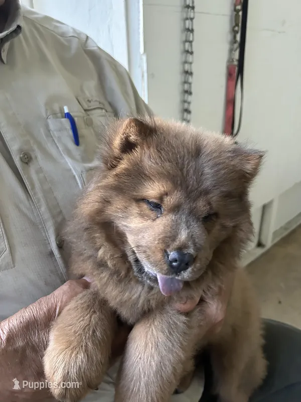 Chocolatelocka  – Chow Chow puppy for sale in Lakeland Highlands, FL