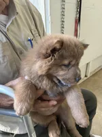 Chocolocka , a female Chow Chow for sale in Lakeland Highlands, FL – Photo 7 of 10