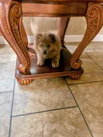Chocolocka , a female Chow Chow for sale in Lakeland Highlands, FL – Photo 2 of 10