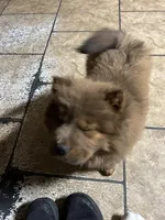 Chocolocka , a female Chow Chow for sale in Lakeland Highlands, FL – Photo 8 of 10