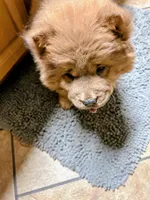 Chocolocka , a female Chow Chow for sale in Lakeland Highlands, FL – Photo 3 of 10