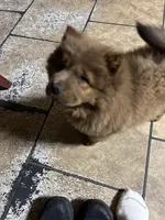 Chocolocka , a female Chow Chow for sale in Lakeland Highlands, FL – Photo 9 of 10