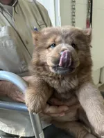 Chocolocka , a female Chow Chow for sale in Lakeland Highlands, FL – Photo 6 of 10
