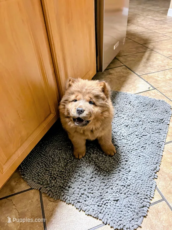 Chocolocka  – Chow Chow puppy for sale in Lakeland Highlands, FL