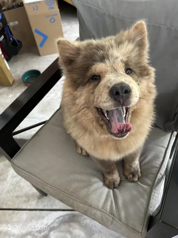 Creamlette – Chow Chow puppy for sale in Lakeland Highlands, FL