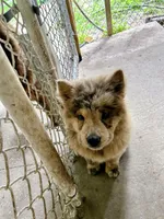 Creamlette, a female Chow Chow for sale in Lakeland Highlands, FL – Photo 6 of 10