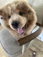 Creamlette, a female Chow Chow for sale in Lakeland Highlands, FL – Photo 5 of 10