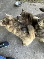 Creamlette, a female Chow Chow for sale in Lakeland Highlands, FL – Photo 10 of 10
