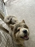 Creamlette, a female Chow Chow for sale in Lakeland Highlands, FL – Photo 7 of 10