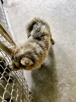 Creamlette, a female Chow Chow for sale in Lakeland Highlands, FL – Photo 9 of 10