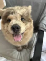 Creamlette, a female Chow Chow for sale in Lakeland Highlands, FL – Photo 3 of 10