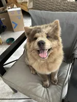 Creamlette, a female Chow Chow for sale in Lakeland Highlands, FL – Photo 4 of 10