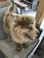 Creamlette, a female Chow Chow for sale in Lakeland Highlands, FL – Photo 8 of 10