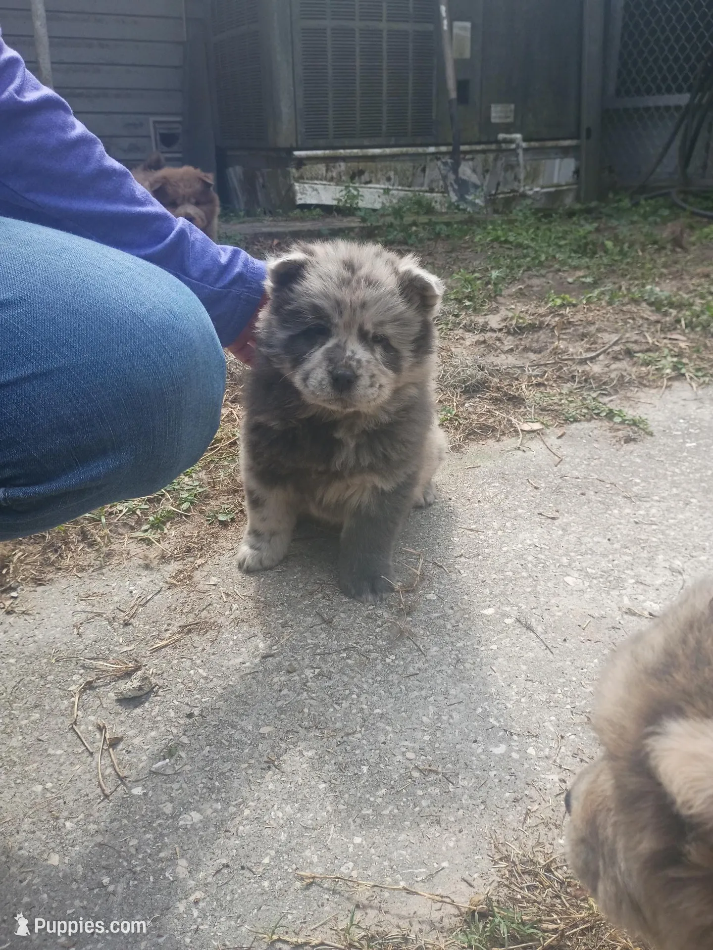 Lila – Chow Chow puppy for sale in Lakeland Highlands, FL