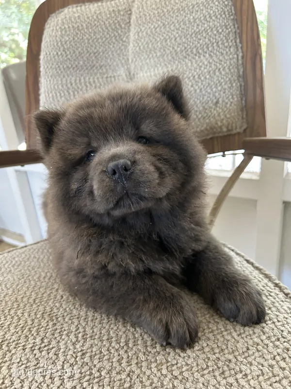 Miss Baloo – Chow Chow puppy for sale in Lakeland Highlands, FL