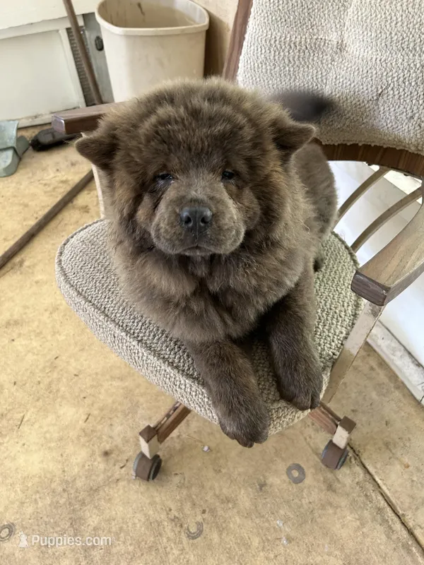 Miss Baloo – Chow Chow puppy for sale in Lakeland Highlands, FL