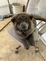 Miss Baloo, a female Chow Chow for sale in Lakeland Highlands, FL – Photo 4 of 10