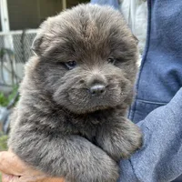 Miss Baloo, a female Chow Chow for sale in Lakeland Highlands, FL – Photo 2 of 6