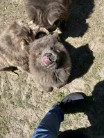 Miss Baloo, a female Chow Chow for sale in Lakeland Highlands, FL – Photo 6 of 6