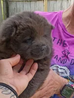 Miss Baloo, a female Chow Chow for sale in Lakeland Highlands, FL – Photo 3 of 6