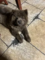 Miss Baloo, a female Chow Chow for sale in Lakeland Highlands, FL – Photo 5 of 6