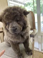 Miss Baloo, a female Chow Chow for sale in Lakeland Highlands, FL – Photo 3 of 10