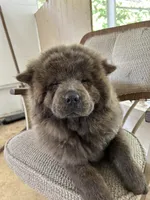 Miss Baloo, a female Chow Chow for sale in Lakeland Highlands, FL – Photo 5 of 10
