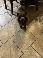 Miss Baloo, a female Chow Chow for sale in Lakeland Highlands, FL – Photo 4 of 6