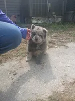 Lila, a female Chow Chow for sale in Lakeland Highlands, FL – Photo 8 of 9