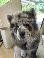Lila, a female Chow Chow for sale in Lakeland Highlands, FL – Photo 2 of 9