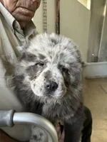 Lila, a female Chow Chow for sale in Lakeland Highlands, FL – Photo 6 of 9