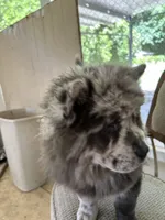 Lila, a female Chow Chow for sale in Lakeland Highlands, FL – Photo 5 of 9