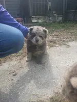 Lila, a female Chow Chow for sale in Lakeland Highlands, FL – Photo 7 of 9