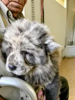 Lila, a female Chow Chow for sale in Lakeland Highlands, FL – Photo 3 of 9