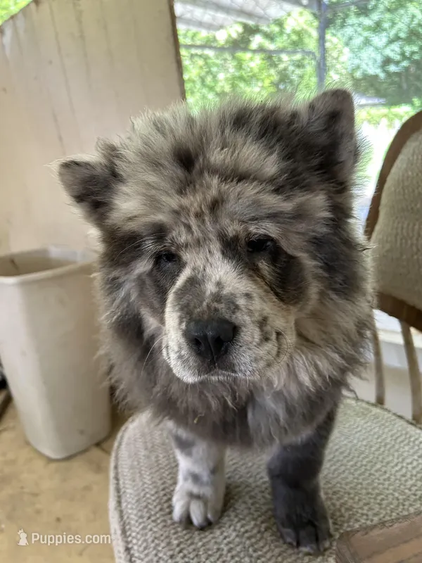 Lila – Chow Chow puppy for sale in Lakeland Highlands, FL