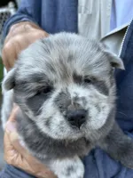 Lila, a female Chow Chow for sale in Lakeland Highlands, FL – Photo 9 of 9