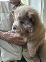 Lover Boy, a male Chow Chow for sale in Lakeland Highlands, FL – Photo 4 of 7